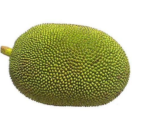 Raw JackFruit ,Viatnam 1 Pc (700-1200gm) - Image 3