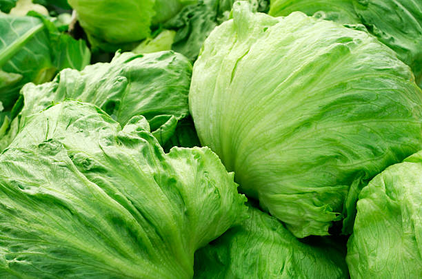 Iceburg Lettuce (700 - 1 kg) 1 Pc - Image 2
