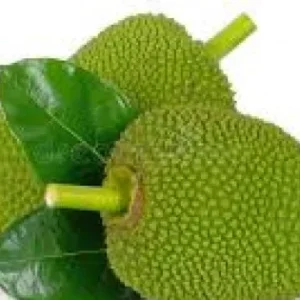 Raw JackFruit ,Nati 1 Pc (700-1200gm)